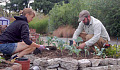 community gardens 8 16