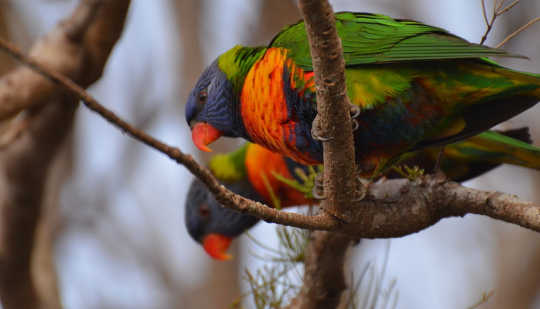 Bold colours: Rainbow Lorikeets are among the most successful city birds. Kathryn Teare Ada Lambert, Author provided