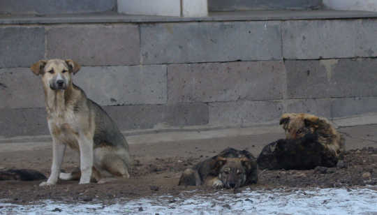  Left to their own devices, street dogs soon stop looking like distinct breeds. Andrey, CC BY