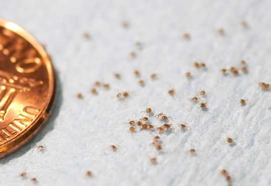 Ticks Spread Plenty More Than Lyme Disease
