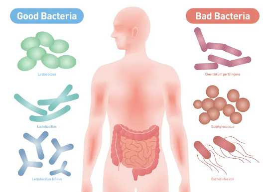 Why A Healthy Microbiome Builds A Strong Immune System That Could Help Defeat covid-19