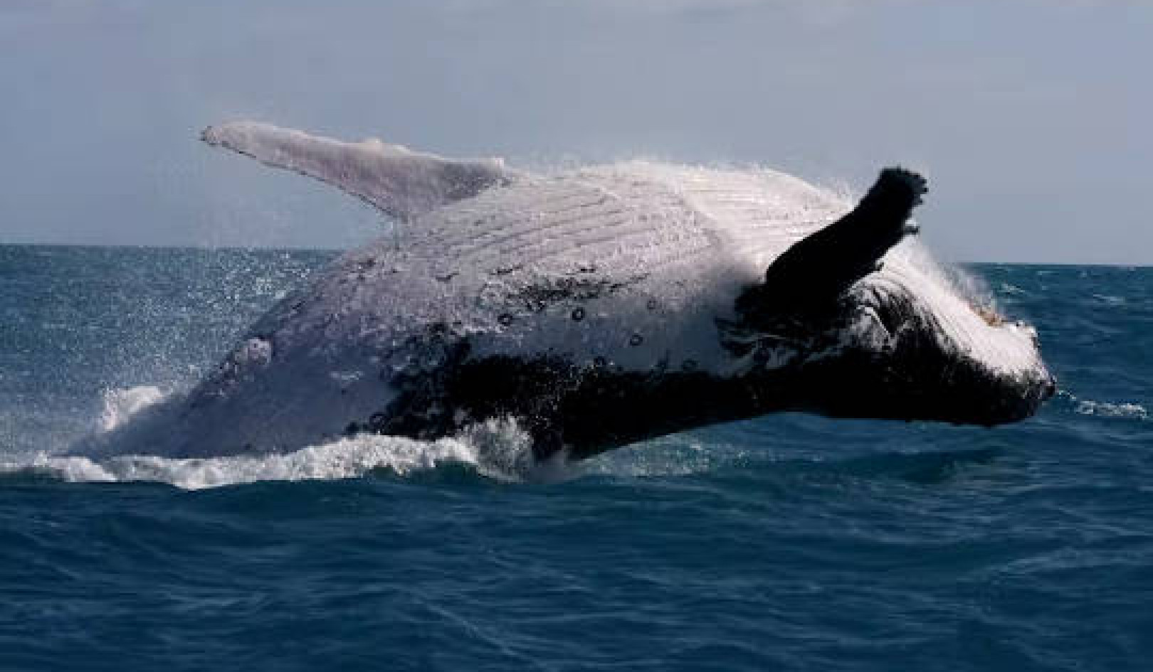Why Humpback Whales Are Singing Less and Fighting More