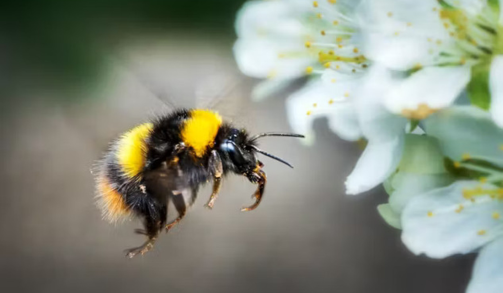 Be a Bee Ally: Why Early Spring Plants Matter